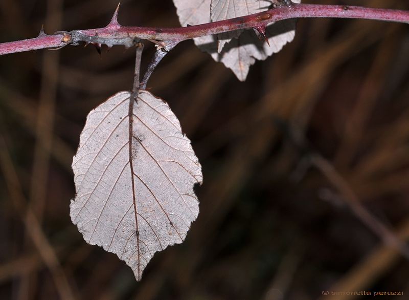 I colori dell''Inverno....